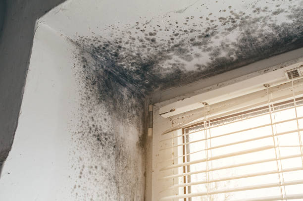 Trusted Black Mold Removal service in Yacolt, WA - Cheap Mold Removal